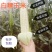 新鲜采摘带壳白糯玉米嫩玉米农家白珍珠糯玉米带壳