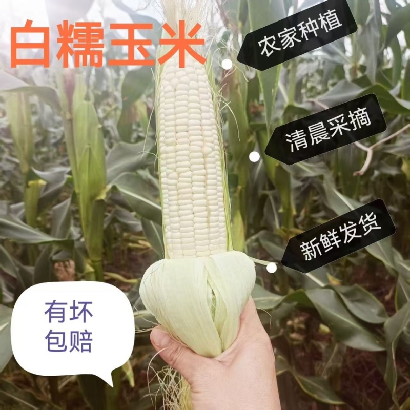 新鲜采摘带壳白糯玉米嫩玉米农家白珍珠糯玉米带壳