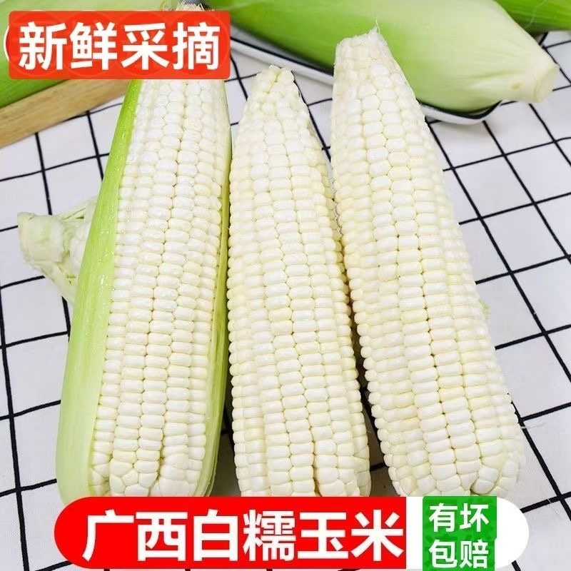 新鲜采摘带壳白糯玉米嫩玉米农家白珍珠糯玉米带壳