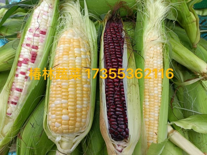 新鲜采摘带壳白糯玉米嫩玉米农家白珍珠糯玉米带壳