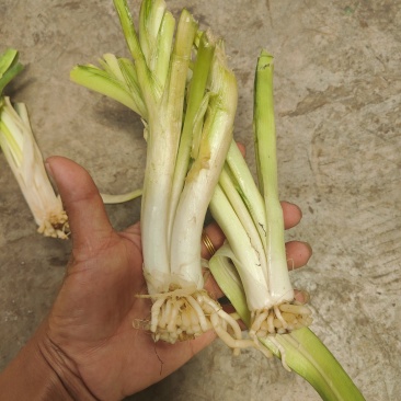 云南思茅韭菜根种子