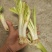 云南思茅韭菜根种子