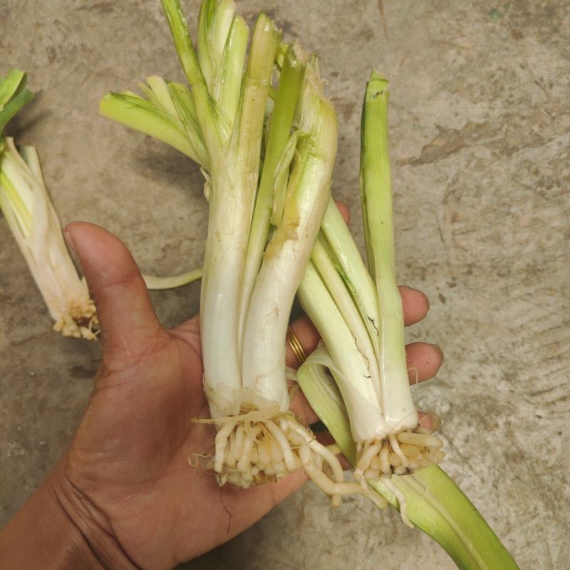 云南思茅韭菜根种子