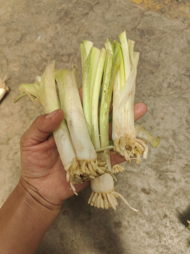 云南思茅韭菜根种子