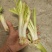 云南思茅韭菜根种子