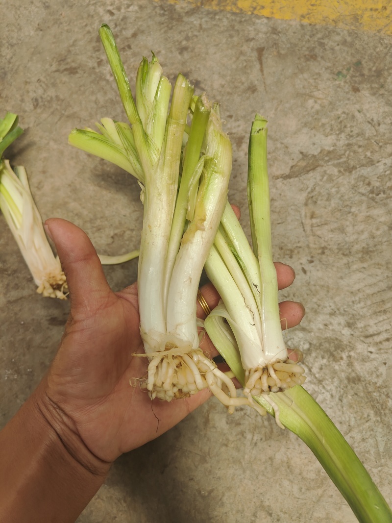 云南思茅韭菜根种子