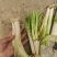 云南思茅韭菜根种子