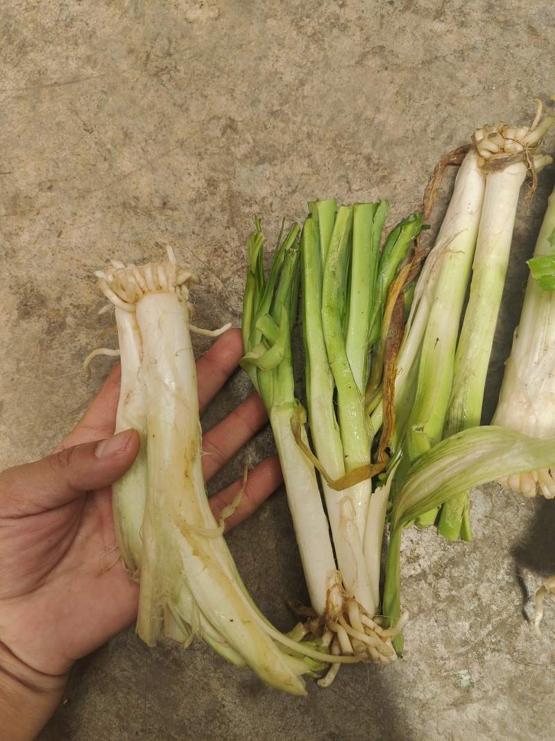 云南思茅韭菜根种子