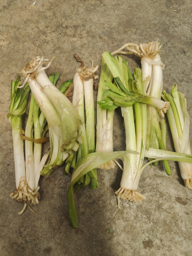 云南思茅韭菜根种子
