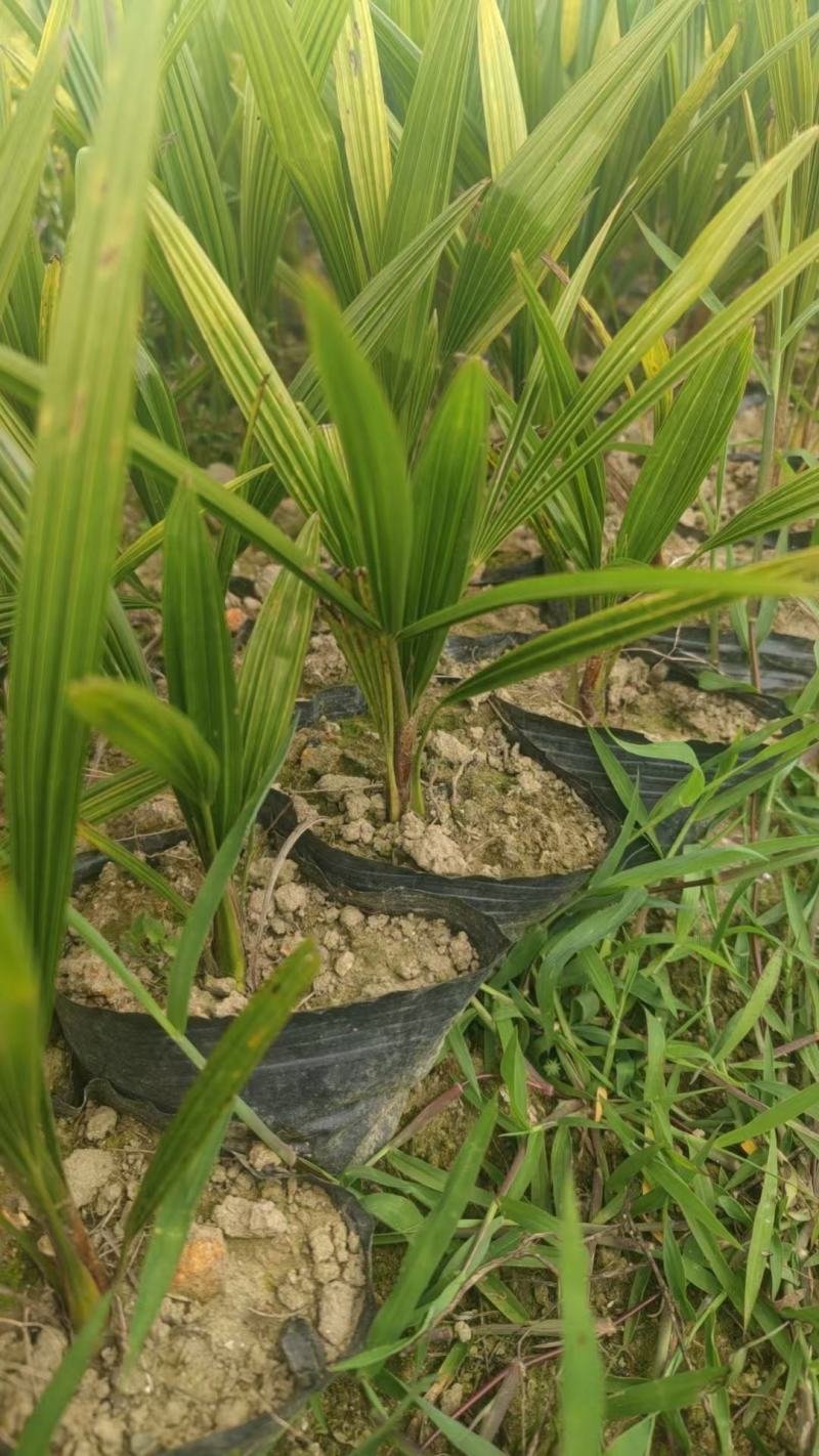棕树苗