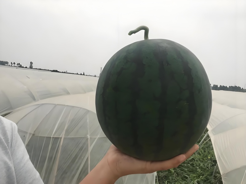 幕田佳宝西瓜，口感脆甜，糖度高，保质保量包熟包甜，产地直