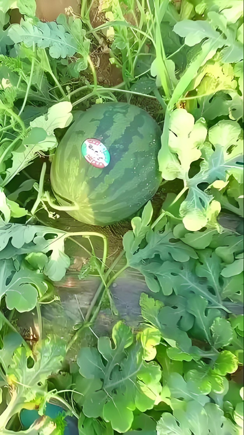 幕田佳宝西瓜，口感脆甜，糖度高，保质保量包熟包甜，产地直