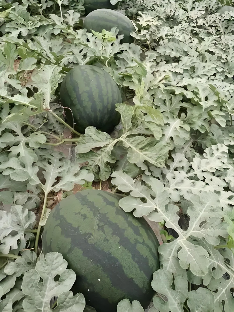 幕田佳宝西瓜，口感脆甜，糖度高，保质保量包熟包甜，产地直