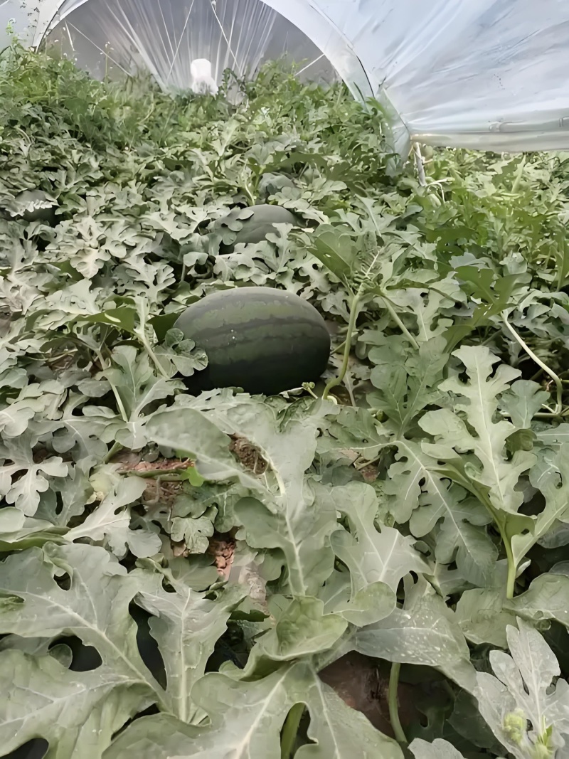 幕田佳宝西瓜，口感脆甜，糖度高，保质保量包熟包甜，产地直