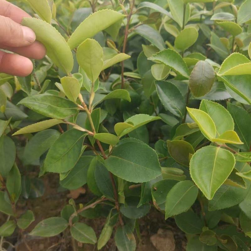 白花油茶