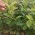 白花油茶