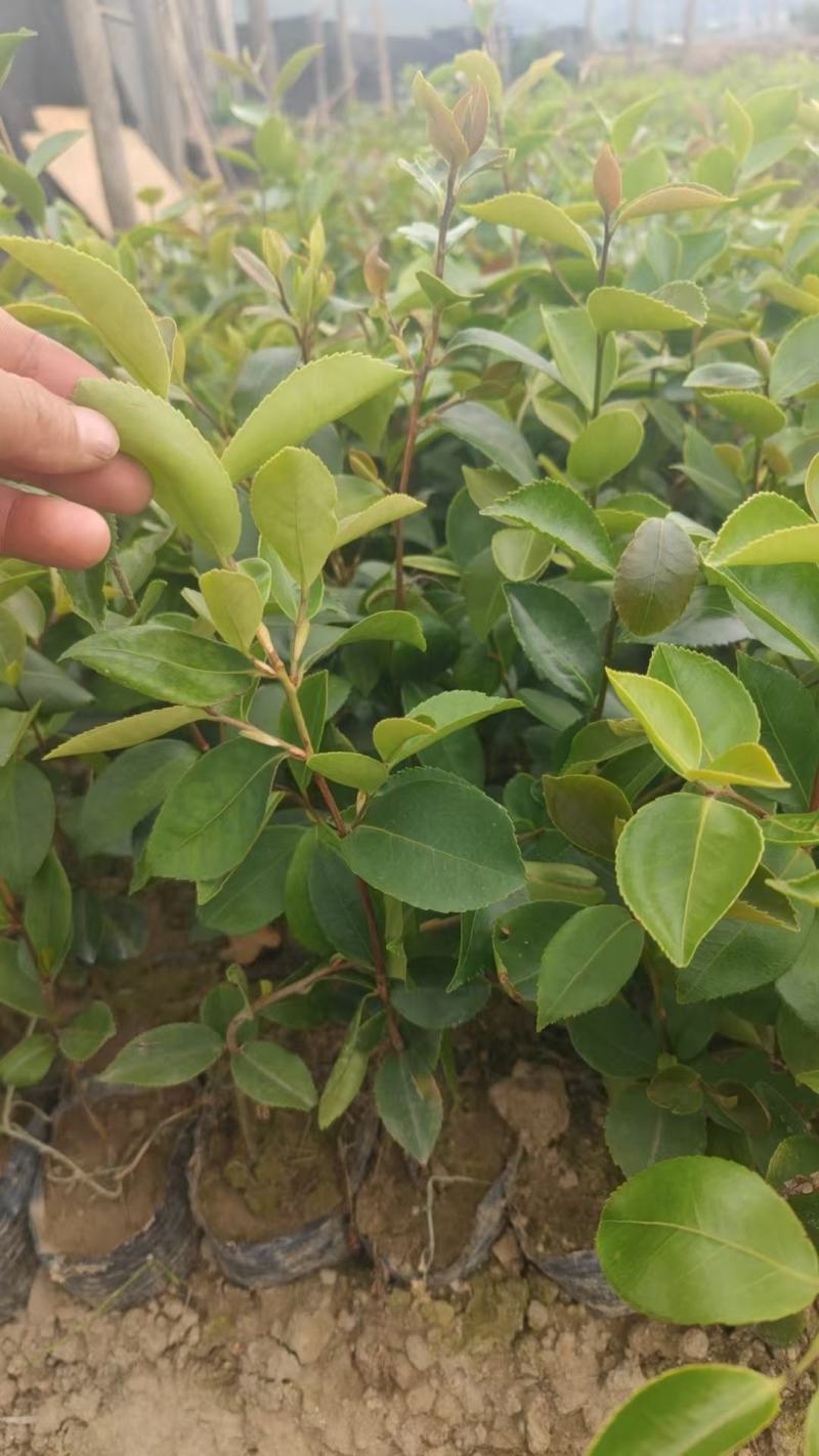 白花油茶