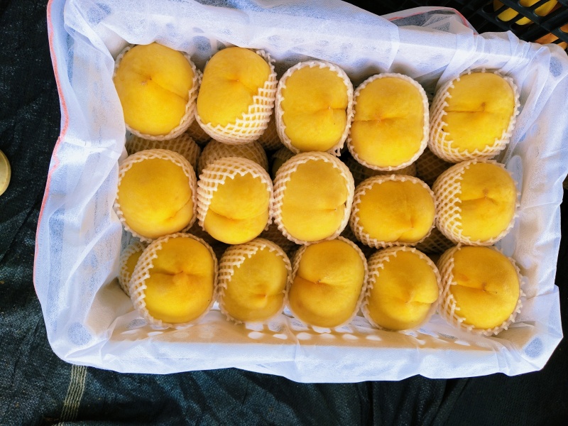 湖北黄桃黄金蜜精美产地现摘现发个大脆甜可口