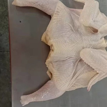 小西装鸡9.8公斤一件18-28只，品质好，支持全国发货