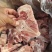 满肉猪龙骨块