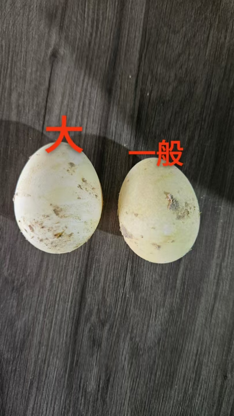 糖心皮蛋黄心皮蛋松花皮蛋鸡变蛋糠壳松花皮蛋鸡蛋松花皮蛋