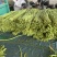 邯郸本地青条长豆角、豇豆、大量上市、青条!