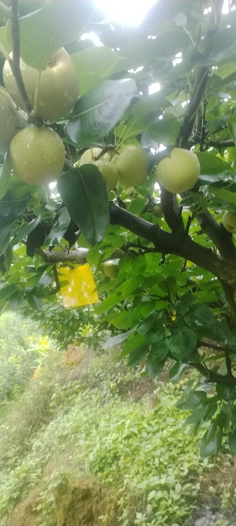 自家种植的夏雪梨上市了，望采购商前来采购。口感脆甜细腻！