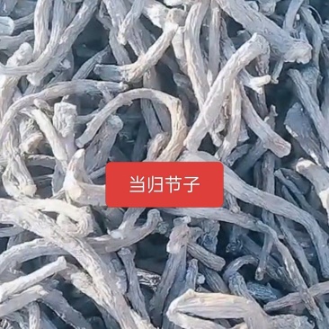 当归节子
