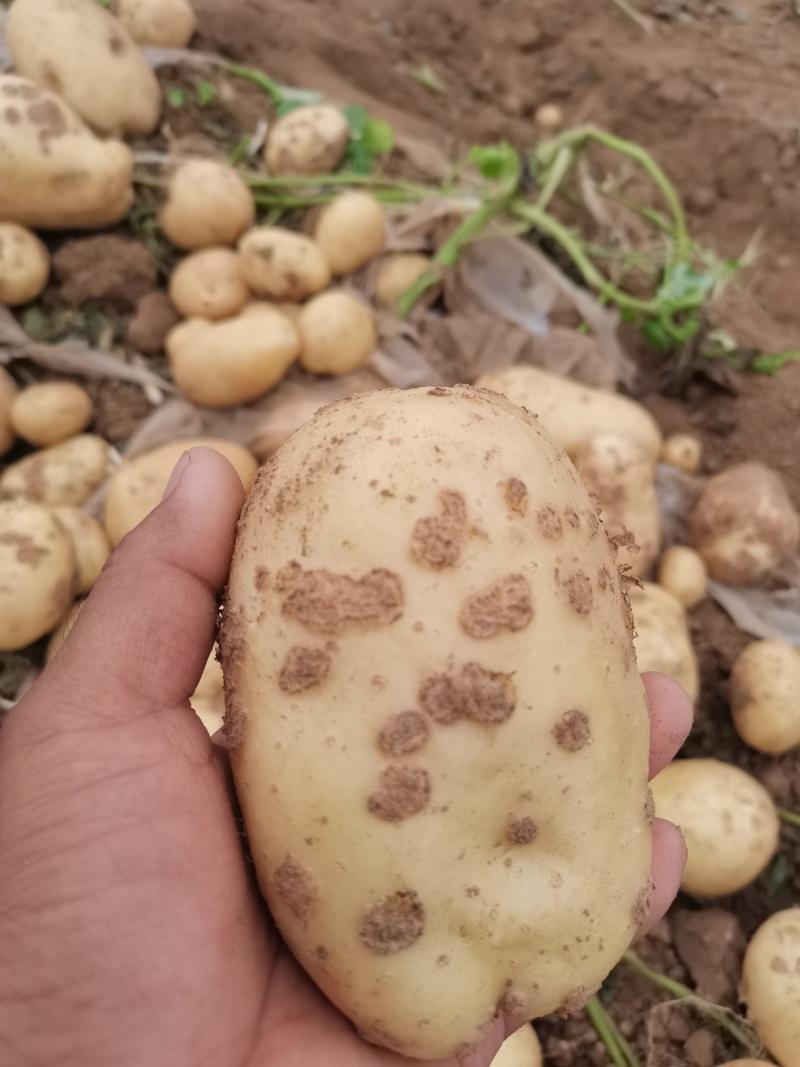 河南南阳优质淀粉薯土豆产地直发量大从优欢迎来电咨询
