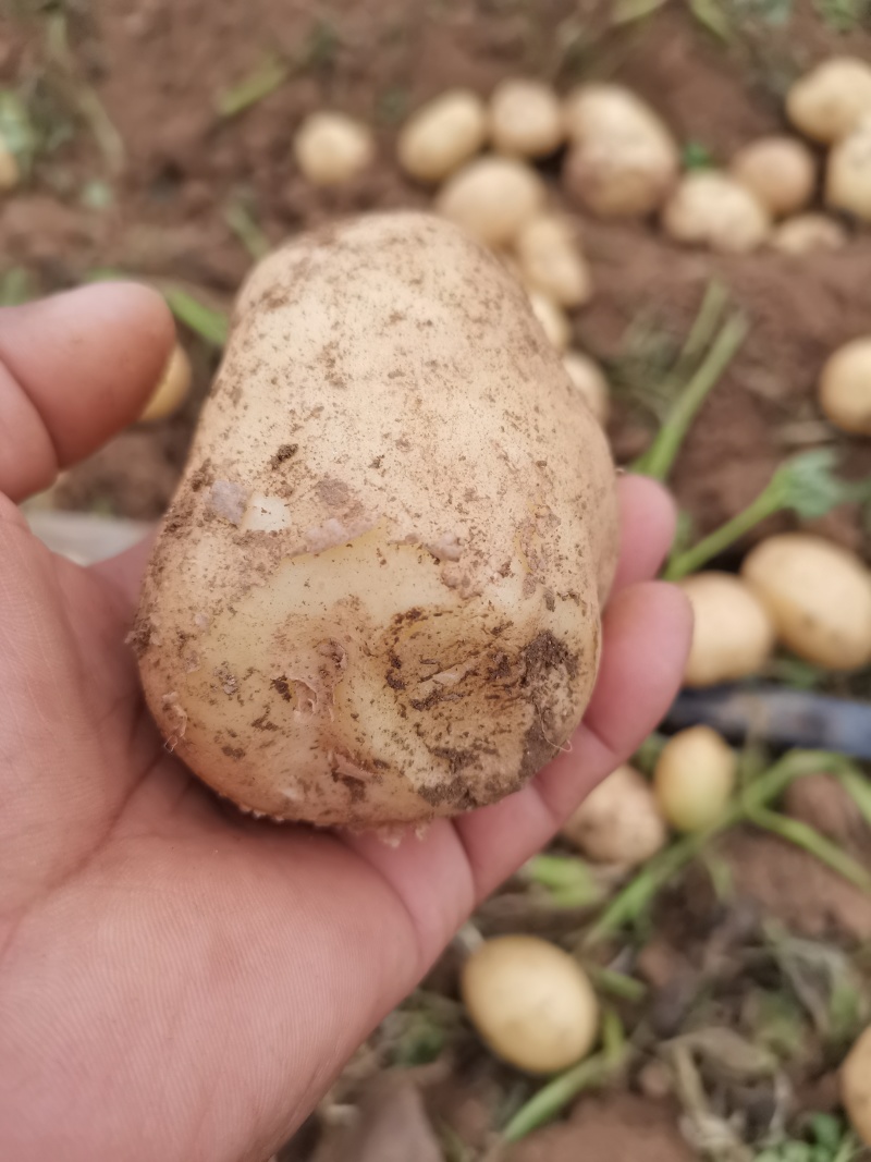 河南南阳优质淀粉薯土豆产地直发量大从优欢迎来电咨询