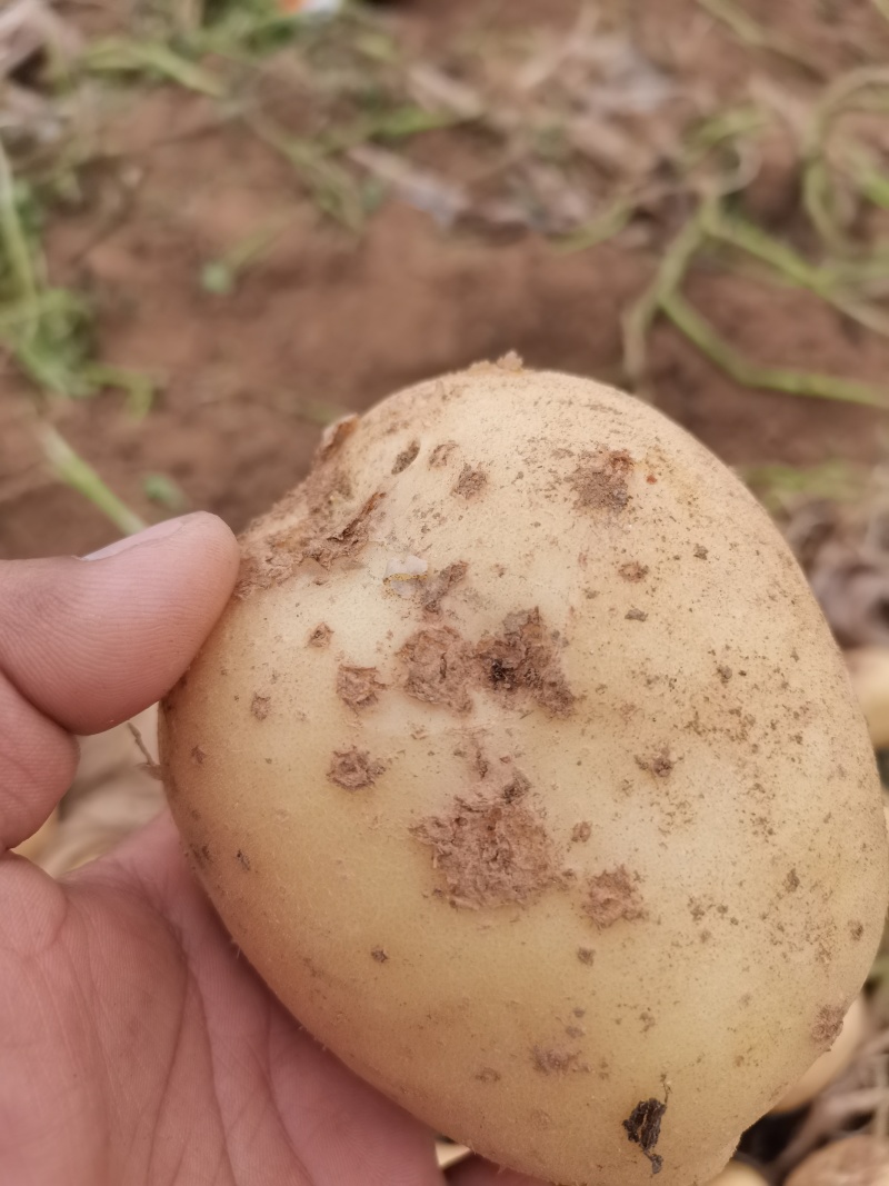 河南南阳优质淀粉薯土豆产地直发量大从优欢迎来电咨询