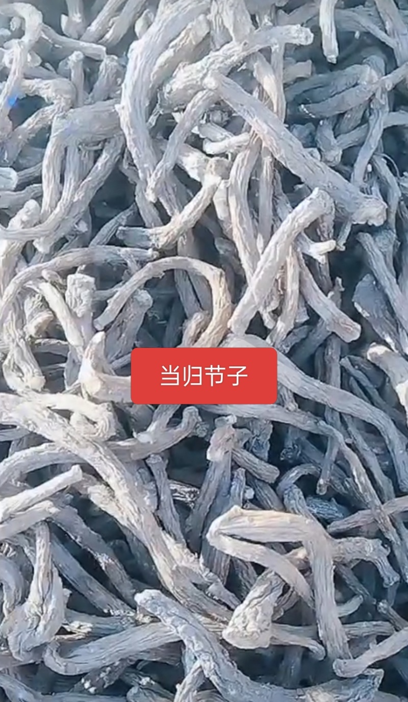 青海当归