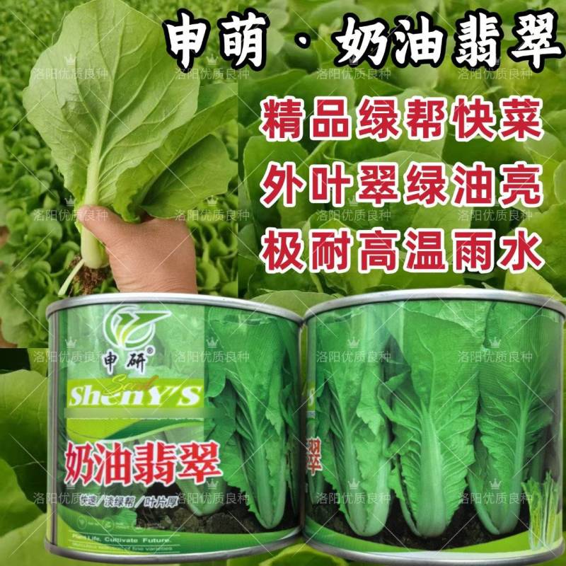 绿帮快菜种子奶油翡翠绿油亮速生快菜耐热抗高温夏秋小白菜种
