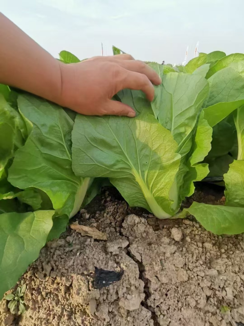 绿帮快菜种子奶油翡翠绿油亮速生快菜耐热抗高温夏秋小白菜种
