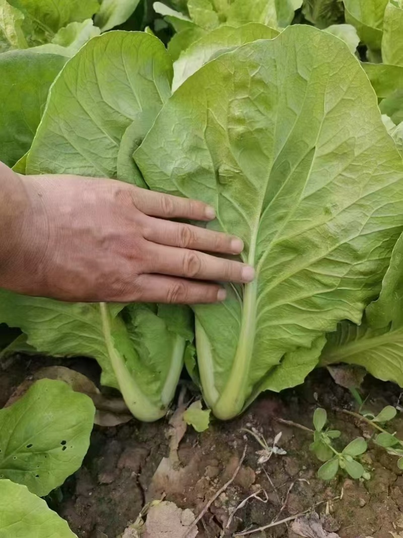 绿帮快菜种子奶油翡翠绿油亮速生快菜耐热抗高温夏秋小白菜种
