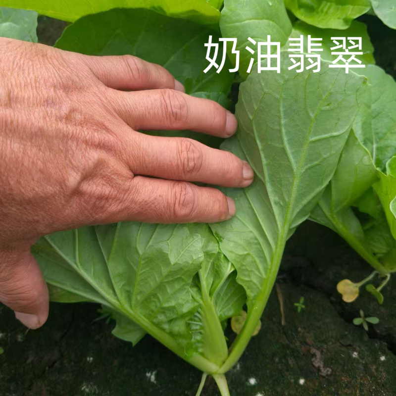绿帮快菜种子奶油翡翠绿油亮速生快菜耐热抗高温夏秋小白菜种