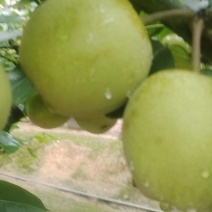 自家种植的夏雪梨上市了，望采购商前来采购。口感脆甜细腻！