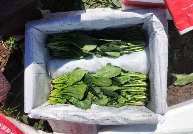 菠菜大量上市诚信经三排俩排半俩排大量出货