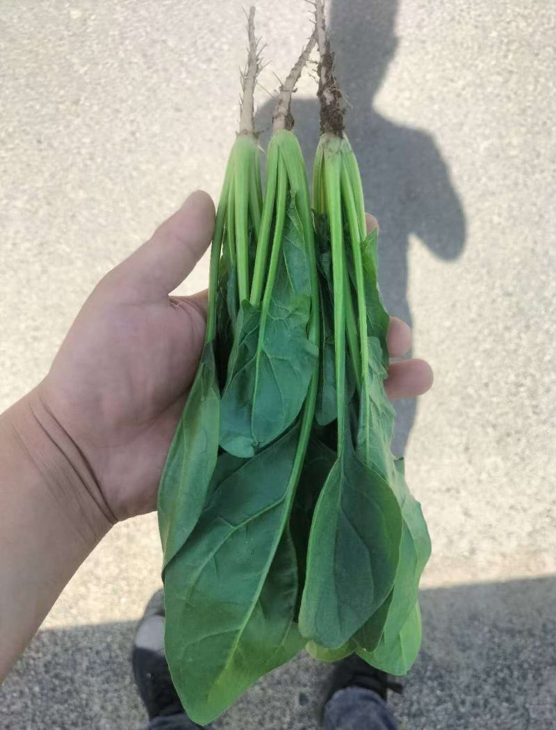 菠菜大量上市诚信经三排俩排半俩排大量出货