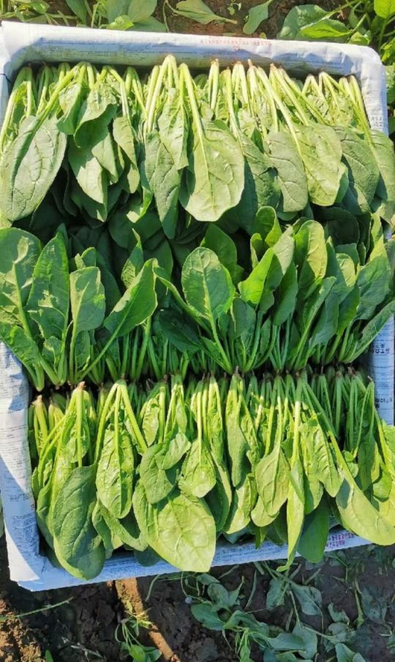 菠菜大量上市诚信经三排俩排半俩排大量出货