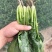 精品大叶，尖叶菠菜大量上市，产地直发，诚信经营，品质保证