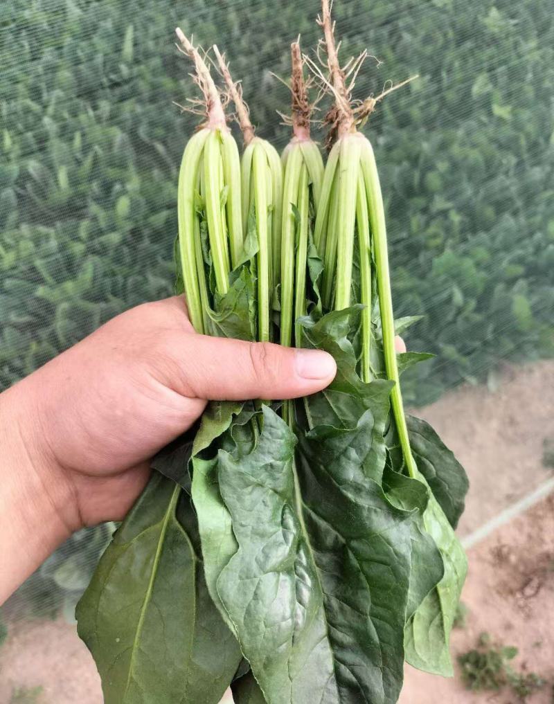 精品大叶，尖叶菠菜大量上市，产地直发，诚信经营，品质保证