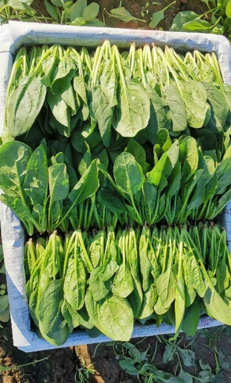 精品大叶，尖叶菠菜大量上市，产地直发，诚信经营，品质保证