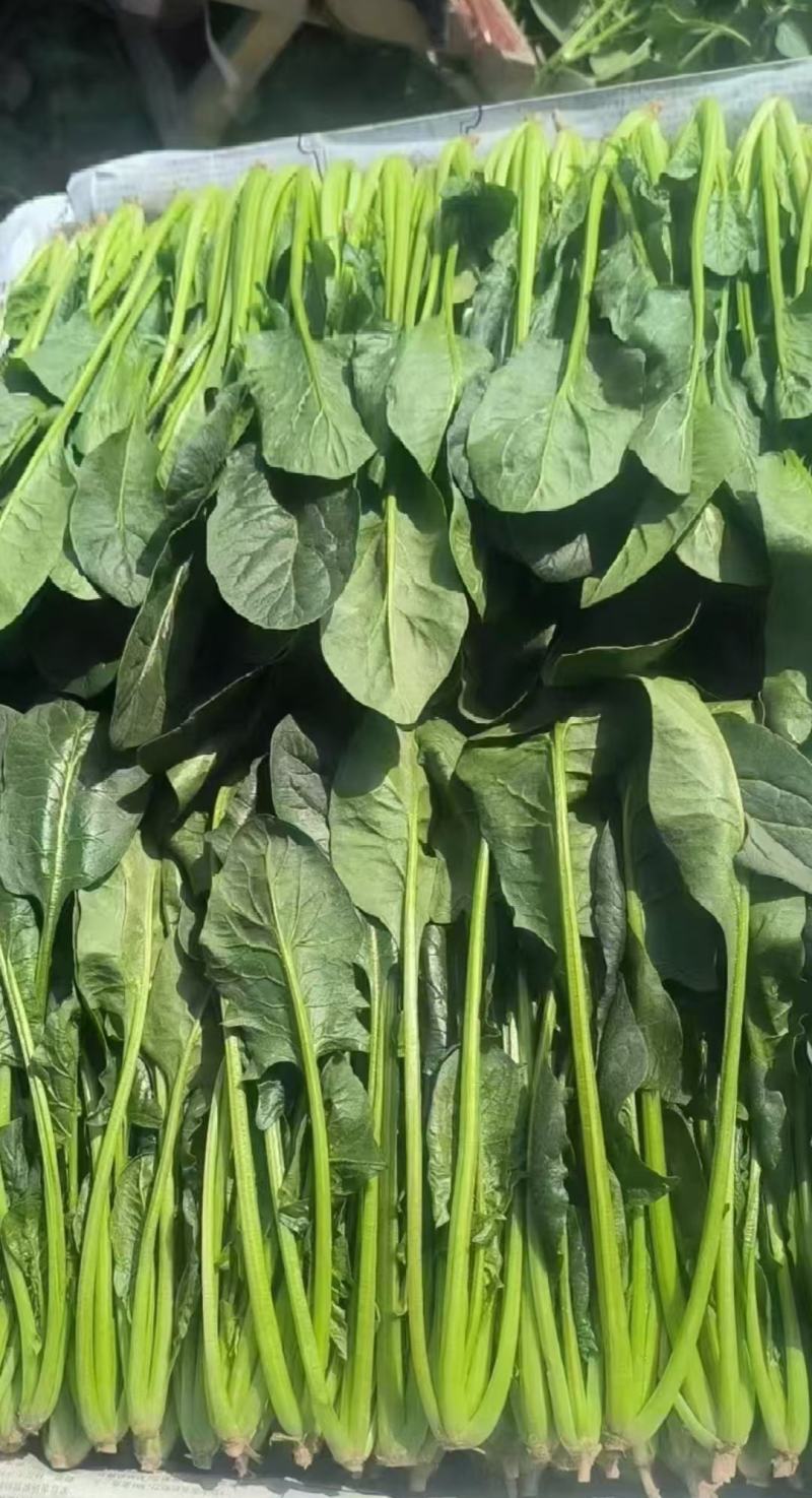 精品大叶，尖叶菠菜大量上市，产地直发，诚信经营，品质保证