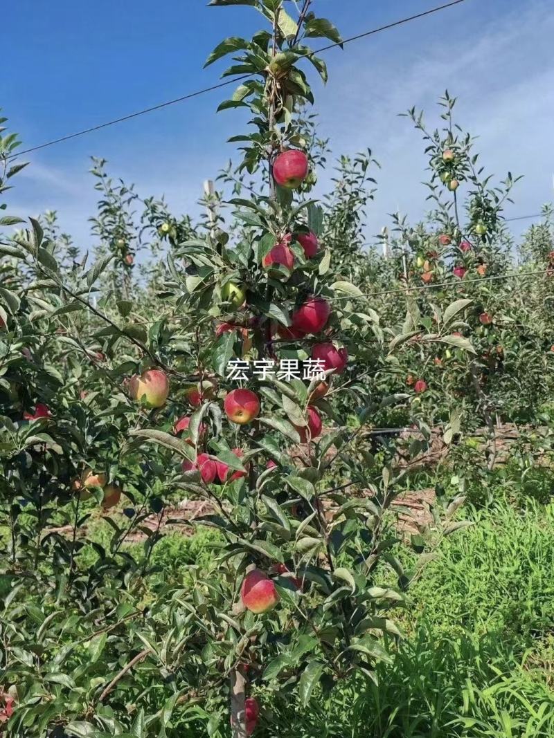 湖南青苹果产地直采(华硕苹果)个头大口感好可《全国发货》