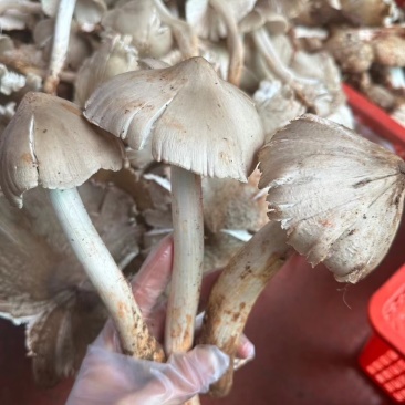 油炸鸡枞菌油大瓶1.4kg