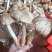 油炸鸡枞菌油大瓶1.4kg
