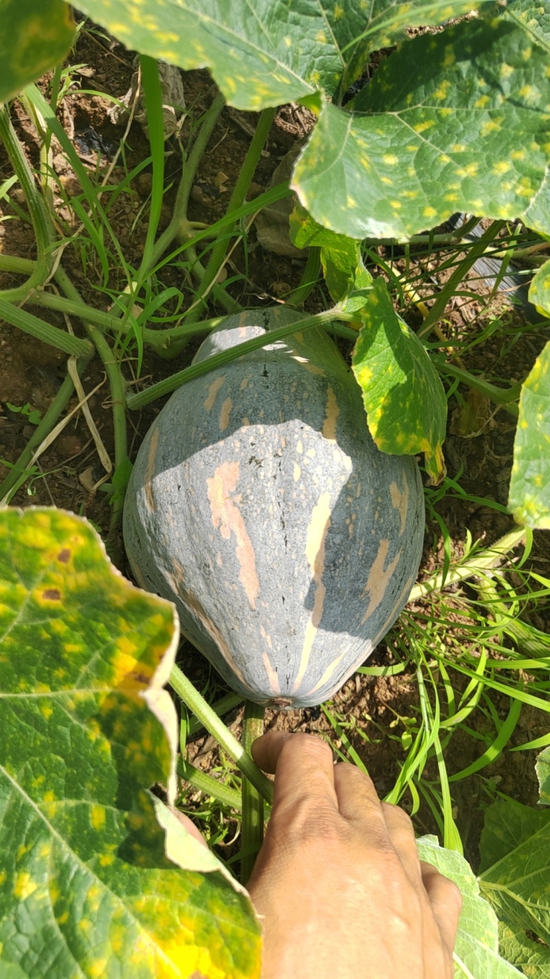 给钱就卖