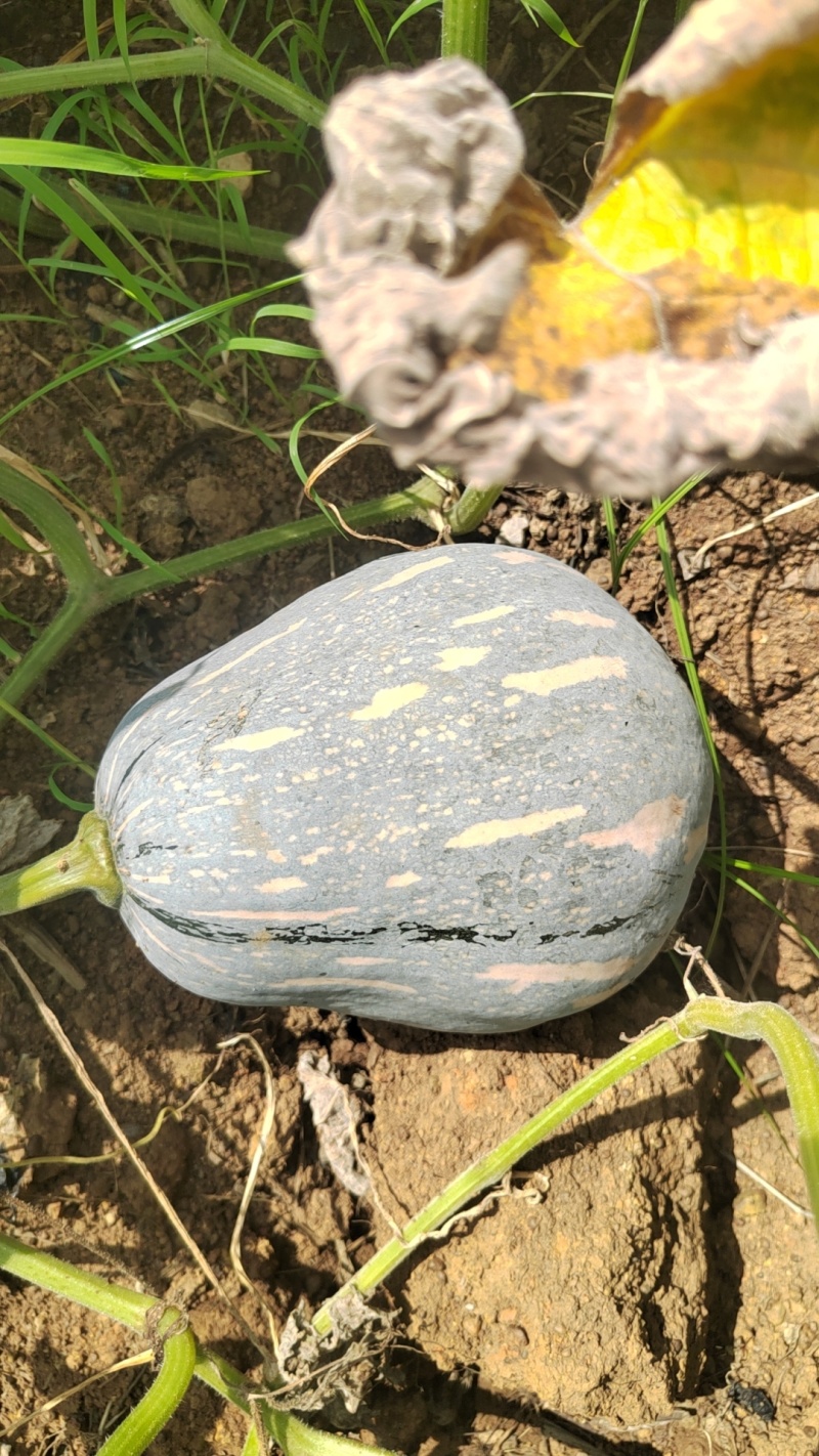 给钱就卖