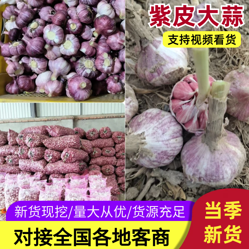 干蒜紫皮蒜皮毛好临沂大蒜扒皮蒜质量保证货源充足代发